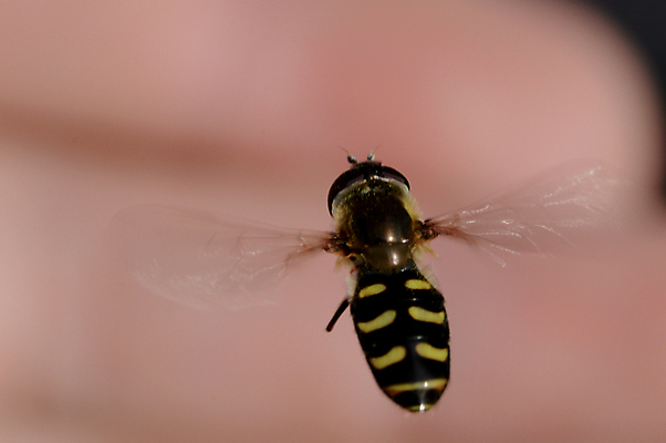 포토 JPG 해외이미지 동물 곤충 자연 사람없음 생물학 해외포토 교육 생태계 파일형식 이미지허브