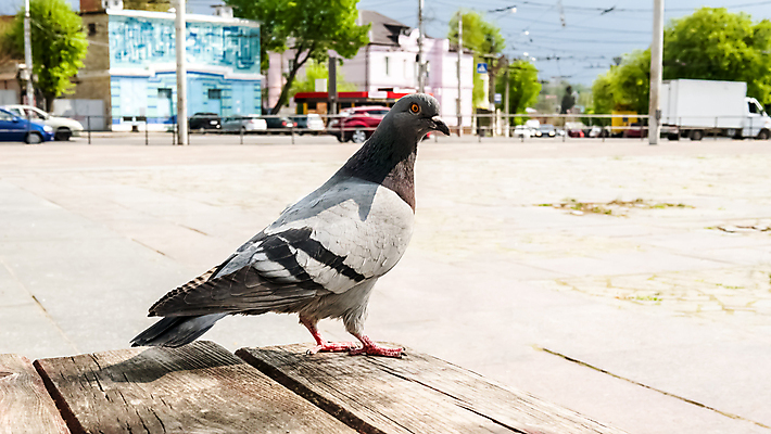 포토 JPG 해외이미지 나무 동물 1 라이프스타일 응시 계절 공원 야생동물 여행 백그라운드 밭 날개 벤치 자연 조류 휴식 거리 앉기 풍경 사람없음 야외 목재 초록색 여름 컬러풀 뷰티 갈색 노란색 평화 환경 정원 검은색 회색 자유 가을 흰색 시골 관찰 도시 심볼 깃털 비둘기 부리 감염 내추럴 고립 생태학 해외포토 식물 시선 공공시설 교육 컬러 컨셉 농업 의자 재료 모션 생활 생태계 파일형식 이미지허브