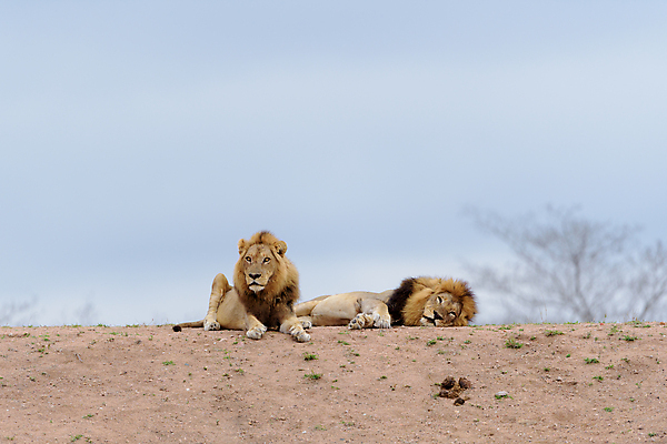 포토 JPG 해외이미지 동물 응시 남자 야생동물 포유류 아프리카 자연 아침 털 사람없음 야외 빛 환경 고양이 사막 황무지 보호 위험 사자 큼 사파리 육식동물 갈기 사냥꾼 사자자리 남쪽 내추럴 동물상 칼라하리 힘찬 해외포토 주간 직업 시선 나라 컨셉 사람 반려동물 조형물 별자리 크기 방향 생태계 파일형식 이미지허브