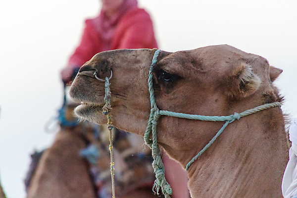 포토 JPG 해외이미지 동물 1 문화 얼굴 모래 포유류 아프리카 자연 사람없음 야외 가로 농장 갈색 머리 가축 사막 흰색 낙타 사하라 튀니지 해외포토 나라 컬러 농업 신체부위 생태계 파일형식 이미지허브