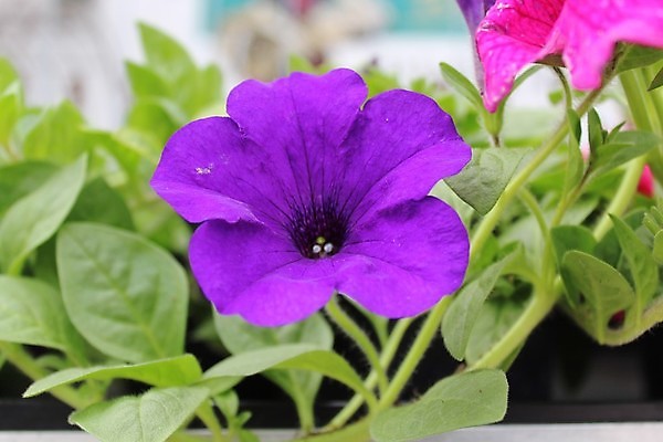 포토 JPG 해외이미지 식물 꽃 꽃무늬 자연 사람없음 정원 벚꽃 내추럴 피튜니아 해외포토 무늬 생태계 파일형식 이미지허브