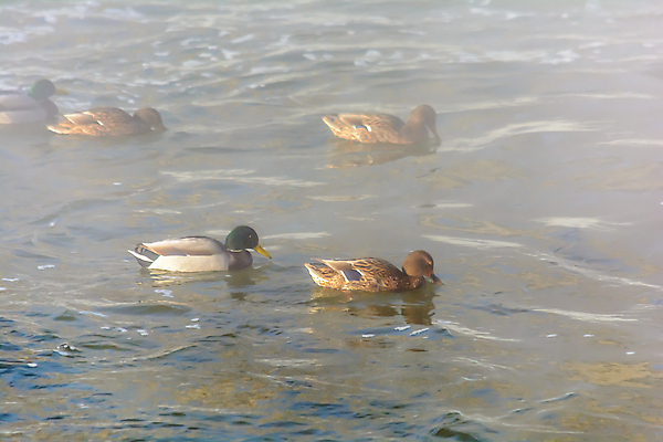 포토 JPG 해외이미지 동물 계절 호수 야생동물 음식 빵 파도 백그라운드 겨울 날개 자연 조류 날씨 오리 사람없음 야외 물 강 햇빛 태양 반사 크래커 환경 맑음 냉동 얼음 수영 추위 안개 저수지 연못 개울 강가 먹이 깃털 생물학 꼬리 서리 부리 청둥오리 내추럴 동물상 수유 현재 해외포토 자연요소 교육 바다 컨셉 조형물 쿠키 수상스포츠 생태계 파일형식 이미지허브