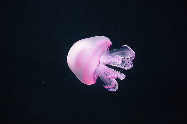 포토 JPG 해외이미지 한마리 분홍색 사람없음 바닷속 수중동물 자포동물 해파리 해외포토 동물 1 컬러 수중 파일형식 이미지허브