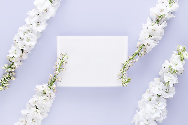 포토 JPG 해외이미지 꽃 종이 프레임 사람없음 파스텔톤 목업 해외포토 식물 컬러 파일형식 이미지허브