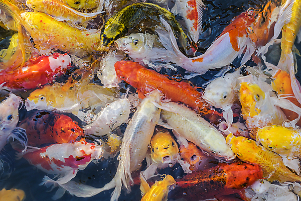 포토 JPG 해외이미지 동물 행복 호수 음식 백그라운드 어류 동양인 사람없음 야외 빨간색 물 컬러풀 노란색 환경 정원 일본 검은색 수중 희망 흰색 연못 황금 잉어 내추럴 민물 해외포토 자연요소 감정 아시아 컬러 인종 수중동물 파일형식 이미지허브