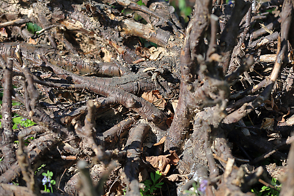 포토 JPG 해외이미지 나무 식물 디자인 외관 백그라운드 패턴 곡선 자연 주택 아이디어 건조 창조 미술 잔디 사람없음 야외 목재 장식 초록색 갈색 정원 큼 오브젝트 유기농 원예 뿌리 나무껍질 내추럴 뒤뜰 영원 옛날 해외포토 웰빙 선 컬러 컨셉 무늬 재료 문화예술 취미 건물 껍질 크기 생태계 파일형식 이미지허브