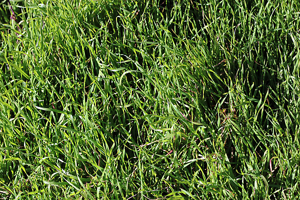 포토 JPG 해외이미지 나무 식물 동물 공원 꽃 곤충 잎 꽃무늬 자연 벽지 아침 잔디 사람없음 야외 초록색 여름 햇빛 태양 뷰티 환경 정원 침묵 봄 성장 신선 떨어짐 이슬 원예 무당벌레 부드러움 내추럴 해외포토 주간 자연요소 계절 공공시설 컬러 컨셉 무늬 취미 소리 감각 생태계 파일형식 이미지허브