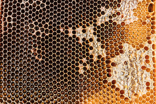 포토 JPG 해외이미지 계절 음식 곤충 패턴 농업 자연 세포 건강 사람없음 약 농장 환경 시골 머리빗 작업 황금 닫기 달콤 꿀벌 벌 유기농 질감 꽃가루 육각형 꿀 벌집 내추럴 밀랍 방법 밭일 양봉 양봉장 왁스 해외포토 도형 동물 웰빙 산업 무늬 의학 모션 미용용품 맛 벌_곤충 가루 생태계 파일형식 이미지허브