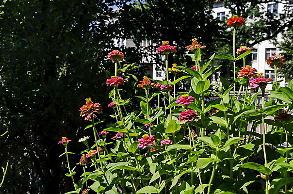 포토 JPG 해외이미지 식물 기념일 꽃잎 꽃 꽃다발 백그라운드 잎 패턴 자연 추상 발렌타인데이 선물 사랑 사람없음 장식 초록색 여름 컬러풀 뷰티 정원 봄 활발 벚꽃 발코니 나뭇가지 축하 신선 배열 꽃집 심볼 열정 멀티 불가리아 해외포토 나무 계절 감정 컬러 컨셉 무늬 데이이벤트 이벤트 상점 생태계 파일형식 남유럽 이미지허브