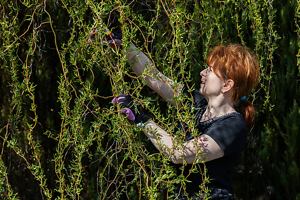 포토 JPG 해외이미지 나무 장갑 잎 한명 봄 나뭇가지 작업 티켓 자르기 원예 질서 포니테일 빨간머리 원예사 해외포토 식물 직업 1 헤어스타일 잡화 계절 모션 사람 취미 예절 파일형식 이미지허브