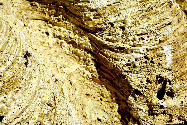 포토 JPG 해외이미지 교육 아시아 과학 자연 표면 조개 실내 종류 사람없음 수중 정보 껍질 거친 역사 큼 박물관 산등성이 화석 내추럴 전국 해외포토 나라 어패류 산 내부 크기 생태계 파일형식 이미지허브