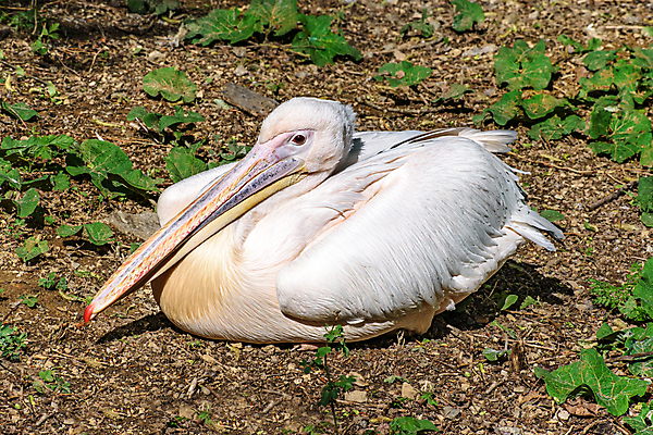 포토 JPG 해외이미지 동물 호수 야생동물 날개 자연 조류 사람없음 야외 물 강 흰색 연못 큼 펠리컨 깃털 물새 계산서 해외포토 자연요소 컬러 크기 생태계 파일형식 이미지허브