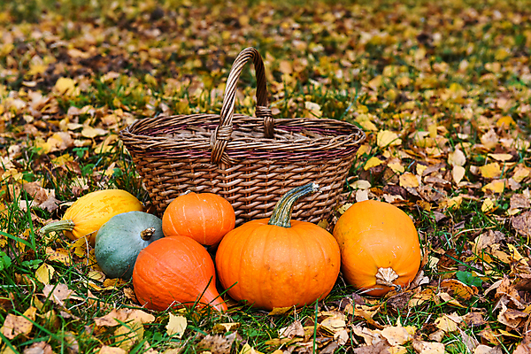 포토 JPG 해외이미지 식물 전통 디자인 계절 문화 음식 백그라운드 잎 농업 다이어트 채소 오렌지 자연 호박 휴가 건강 사람없음 목재 장식 빨간색 초록색 컬러풀 농장 노란색 바구니 우주 축제 침묵 할로윈 수확 시골 신선 그룹 오브젝트 날것 박 10월 미니 많음 해외포토 나무 산업 컬러 컨셉 과일 재료 소리 날짜 생태계 파일형식 이미지허브