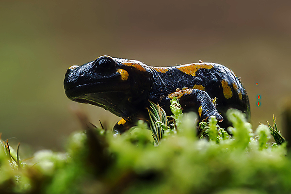 포토 JPG 해외이미지 동물 척추동물 유럽 얼굴 야생동물 모래 파충류 자연 불 생물 종류 개구리 양서류 경고 사람없음 야외 가로 초록색 노란색 검은색 줄무늬 젖음 게임 점 독약 보호 숲 생물학 꼬리 도마뱀 육식동물 먼지 멸종 서식지 리빙 두꺼비 동물상 생태학 서쪽 테마 해외포토 자연요소 교육 나라 컬러 컨셉 무늬 놀이 신체부위 조형물 방향 생태계 파일형식 이미지허브