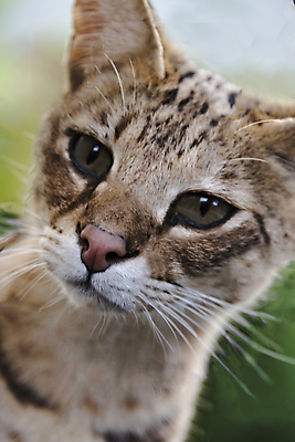 포토 JPG 해외이미지 동물 응시 시선 야생동물 포유류 발 아프리카 자연 털 사람없음 울타리 반려동물 노란색 머리 고양이 줄무늬 흰색 표현 점 황금 닫기 모피 호기심 귀 육식동물 새장 사냥꾼 멸종 잡종 기르기 사바나 해외포토 직업 감정 나라 컬러 컨셉 무늬 모션 신체부위 담장 생태계 돌봄 케이지 파일형식 이미지허브