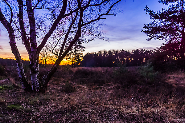 포토 JPG 해외이미지 나무 식물 계절 백그라운드 밭 오렌지 자연 하늘 날씨 사람없음 파란색 컬러풀 태양 일출 어둠 황혼 일몰 새벽 활발 시골 야간 저녁 숲 네덜란드 장면 내추럴 강렬 삼림지대 수평선 해외포토 자연요소 유럽 컬러 컨셉 농업 과일 노을 생태계 파일형식 이미지허브