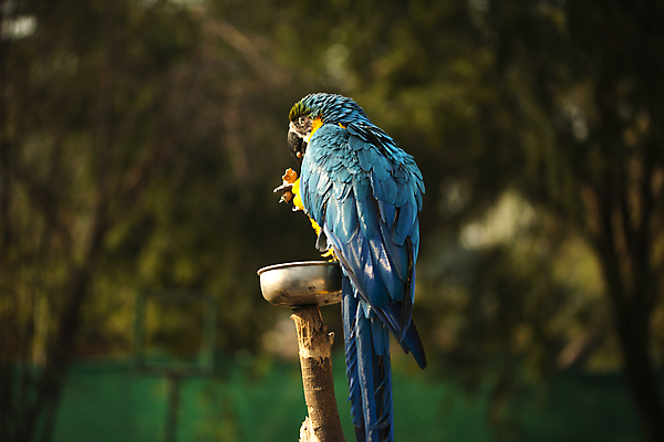 포토 JPG 해외이미지 동물 야생동물 날개 자연 조류 동물원 사람없음 초록색 파란색 반려동물 컬러풀 노란색 남아메리카 황금 깃털 꼬리 부리 앵무새 새장 멸종 노려봄 동물상 마카오 잉꼬 해외포토 컬러 표정 아메리카 조형물 생태계 케이지 파일형식 이미지허브