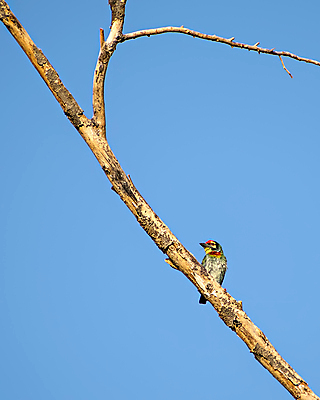 포토 JPG 해외이미지 나무 백그라운드 자연 조류 하늘 건조 앉기 사람없음 초록색 파란색 컬러풀 뷰티 정원 검은색 나뭇가지 오픈 부리 내추럴 고립 해외포토 식물 동물 컬러 모션 생태계 파일형식 이미지허브