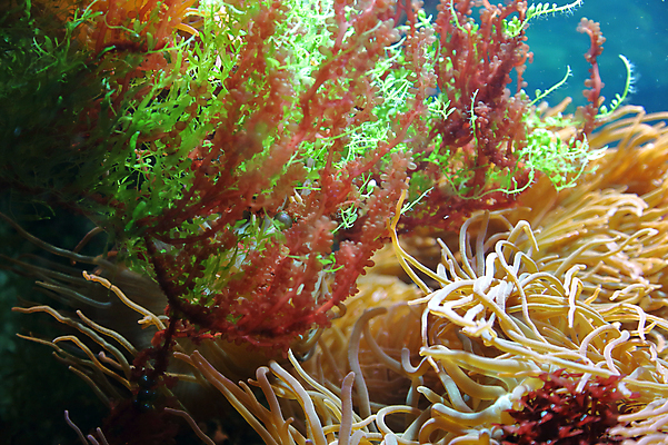 포토 JPG 해외이미지 식물 디자인 바다 백그라운드 자연 유리 표면 주택 아이디어 사람없음 내부 장식 물 반사 수중 저수지 투명 해조류 에코 수족관 시스템 노려봄 내추럴 특별함 해외포토 자연요소 컨셉 재질 표정 건물 환경 해양식물 생태계 파일형식 이미지허브