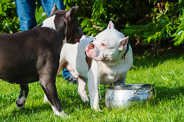 포토 JPG 해외이미지 주간 공원 음료 앉기 잔디 사람없음 야외 물 반려동물 사발 개 강아지 불독 해외포토 자연요소 식물 동물 공공시설 포유류 모션 사기그릇 파일형식 이미지허브