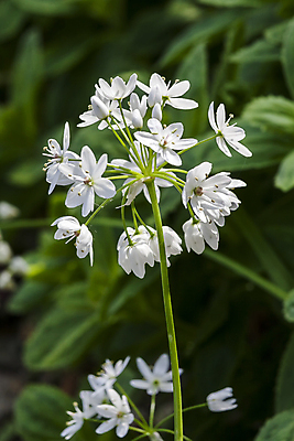 포토 JPG 해외이미지 식물 계절 공원 꽃잎 꽃 분홍색 백그라운드 겨울 꽃무늬 전구 자연 양파 마늘 사람없음 야외 가로 뷰티 노란색 정원 보라색 미국 봄 들꽃 성장 흰색 신선 개화 닫기 원예 향기 화단 삼림지대 세련 해외포토 공공시설 컬러 북아메리카 무늬 채소 모션 취미 숲 생태계 냄새 파일형식 이미지허브