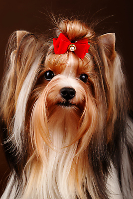 포토 JPG 해외이미지 나무 동물 1 행복 새끼 백그라운드 크리스마스 공 휴가 새로움 털 미소 사람없음 장식 빨간색 반려동물 산타클로스 귀여움 검은색 거울 흰색 개 달콤 강아지 작음 샴페인 요크셔테리어 테리어 연도 활 솜털 송곳니 기르기 비버 삼색 해외포토 식물 기념일 감정 컬러 컨셉 포유류 주류 표정 맛 치아 크기 돌봄 파일형식 이미지허브