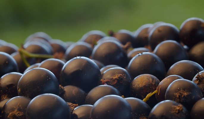 포토 JPG 해외이미지 식물 열매 음식 백그라운드 농업 다이어트 과일 재료 자연 디저트 건강 사람없음 빛 정원 검은색 수확 신선 그룹 닫기 달콤 맛 상쾌 유기농 원예 질감 날것 흙더미 내추럴 건포도 숙성 채식주의자 해외포토 웰빙 감정 산업 컬러 컨셉 모션 포도 취미 흙 생태계 채식 건과일 파일형식 더미 이미지허브
