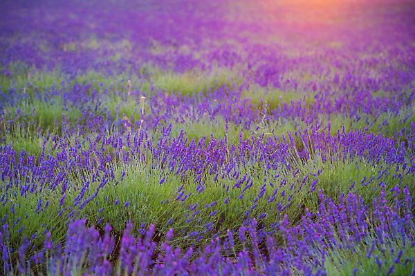 포토 JPG 해외이미지 식물 꽃 분홍색 백그라운드 패턴 농업 자연 씨앗 사람없음 야외 가로 컬러풀 햇빛 태양 뷰티 농장 환경 맑음 보라색 어둠 일몰 프랑스 성장 농촌 신선 큼 향수 원예 향기 일렬 질서 아로마테라피 세련 해외포토 자연요소 유럽 산업 컬러 무늬 날씨 취미 노을 화장품 시골 예절 크기 생태계 냄새 테라피 파일형식 이미지허브