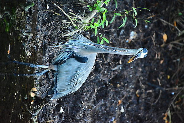 포토 JPG 해외이미지 동물 공원 호수 야생동물 날개 자연 조류 낚시 어류 서기 사람없음 야외 초록색 물 여름 파란색 강 환경 봄 회색 흰색 연못 황무지 습지 큼 왜가리 깃털 부리 목 물새 계산서 내추럴 동물상 해외포토 자연요소 계절 공공시설 컬러 모션 레저 신체부위 조형물 수중동물 크기 생태계 파일형식 이미지허브