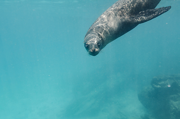 포토 JPG 해외이미지 동물 야생동물 바다 섬 포유류 자연 사람없음 태평양 에콰도르 갈라파고스 해외포토 남아메리카 생태계 파일형식 이미지허브