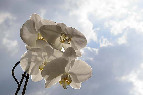 포토 JPG 해외이미지 식물 구름 기념일 꽃잎 꽃 줄기 꽃다발 백그라운드 꽃무늬 자연 하늘 사람없음 장식 초록색 파란색 뷰티 노란색 검은색 봄 회색 벚꽃 흰색 나뭇가지 신선 난초 황금 우아함 심플 호접란 고립 이국적 해외포토 자연요소 나무 계절 컬러 컨셉 무늬 이벤트 생태계 파일형식 이미지허브
