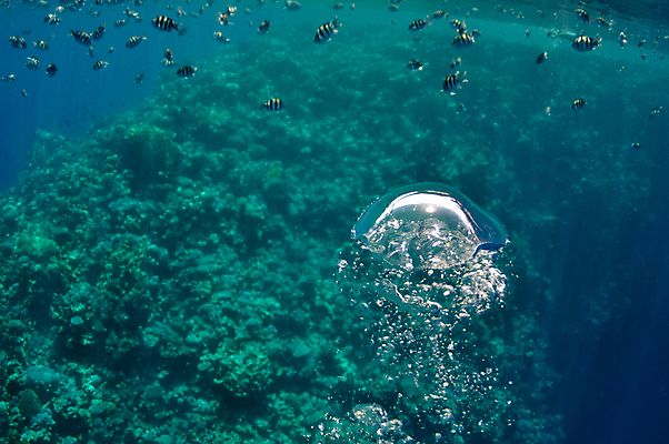 포토 JPG 해외이미지 바다 백그라운드 패턴 모션 자연 추상 풍경 사람없음 세로 물 파란색 빛 햇빛 반사 우주 수중 수영 활발 거품 탐험 광선 액체 산호 작음 아래 다이빙 질감 암초 깊이 소금물 여의주 터키석 특별함 해외포토 자연요소 컬러 컨셉 무늬 태양 수상스포츠 자포동물 크기 보석 방향 생태계 위치 수중스포츠 파일형식 이미지허브