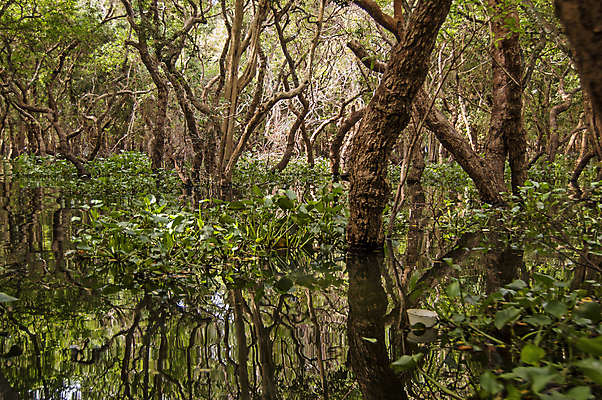 포토 JPG 해외이미지 나무 호수 자연 풍경 사람없음 야외 가로 초록색 물 반사 평화 침묵 숲 홍수 캄보디아 해외포토 자연요소 식물 아시아 컬러 컨셉 소리 자연재해 생태계 파일형식 이미지허브