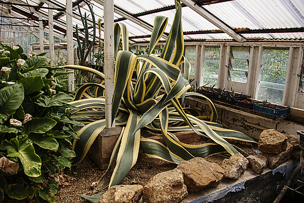 포토 JPG 해외이미지 식물 공원 백그라운드 잎 농업 자연 유리 선인장 주택 건조 사람없음 내부 장식 초록색 약 정원 방 사막 성장 흰색 신선 냄비 위험 큼 날카로움 알로에 옛날 해외포토 공공시설 산업 컬러 컨셉 의학 재질 건물 솥 크기 생태계 파일형식 이미지허브