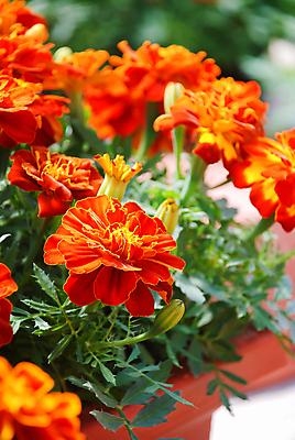 포토 JPG 해외이미지 식물 계절 꽃잎 꽃 백그라운드 잎 꽃무늬 농업 오렌지 자연 국화 사람없음 장식 빨간색 초록색 여름 컬러풀 뷰티 노란색 정원 봄 젖음 벚꽃 가을 개화 맛 원예 꽃가루 프랑스어 생태학 해외포토 문자 교육 산업 컬러 컨셉 무늬 과일 취미 가루 생태계 파일형식 이미지허브