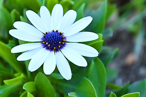 포토 JPG 해외이미지 식물 공원 꽃 분홍색 백그라운드 패턴 자연 사람없음 치료 장식 컬러풀 태양 정원 보라색 놀람 봄 카펫 덮개 흰색 체리 약국 크림 속도 만족 질감 보케 엽서 라일락 내추럴 심기 프리뮬러 해외포토 자연요소 계절 공공시설 감정 컬러 무늬 과일 의학 모션 표정 뚜껑 편지 생태계 파일형식 이미지허브
