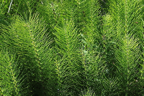 포토 JPG 해외이미지 식물 자연 건강 사람없음 내추럴 해외포토 생태계 파일형식 이미지허브