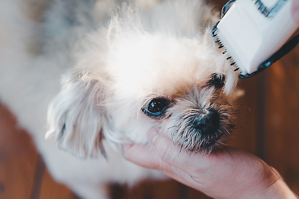 포토 JPG 해외이미지 한마리 손 응시 실내 들기 아웃포커스 신체부위 귀여움 강아지 바리깡 애견미용 애견미용사 나무배경 믹스견 해외포토 1 시선 백그라운드 컨셉 모션 촬영기법 사람 내부 반려동물 뷰티 개 미용사 파일형식 이미지허브