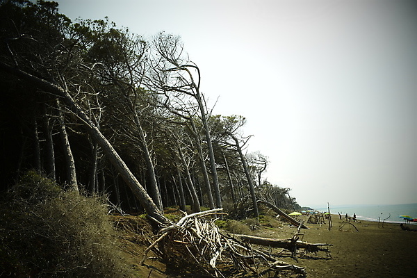 포토 JPG 해외이미지 나무 유럽 바다 자연 휴가 풍경 해변 사람없음 야외 목재 여름 태양 이탈리아 안개 소나무 황무지 분위기 숲 지중해 토스카나 해외포토 자연요소 식물 계절 나라 컨셉 재료 날씨 생태계 파일형식 이미지허브