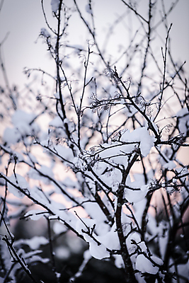 포토 JPG 해외이미지 나무 공원 꽃 호수 바다 백그라운드 크리스마스 겨울 패턴 오렌지 자연 하늘 아침 날씨 새로움 산 핀란드 풍경 사람없음 야외 목재 파란색 강 태양 일출 환경 보라색 냉동 얼음 일몰 추위 흰색 나뭇가지 소나무 저녁 숲 자주색 12월 전나무 눈보라 양발 해외포토 주간 자연요소 식물 계절 공공시설 기념일 컬러 컨셉 무늬 과일 재료 눈_날씨 북유럽 노을 날짜 야간 생태계 파일형식 이미지허브