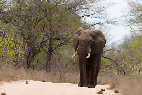 포토 JPG 해외이미지 동물 공원 도로 야생동물 모래 여행 포유류 아프리카 자연 코끼리 사람없음 야외 빨간색 세로 초록색 관광지 산책 탐험 치아 큼 사파리 황소 상아 나미비아 옛날 웅장함 전국 해외포토 공공시설 나라 길 컬러 교통시설 휴식 소화기관 소 크기 생태계 남아프리카 파일형식 이미지허브