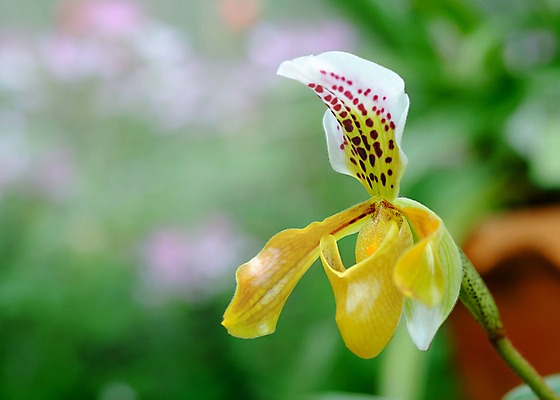 포토 JPG 해외이미지 식물 공원 꽃잎 꽃 아시아 분홍색 백그라운드 잎 꽃무늬 자연 슬리퍼 종류 사람없음 장식 초록색 여름 컬러풀 뷰티 노란색 환경 정원 검은색 봄 벚꽃 신선 난초 우아함 보호 싱글 생태계 잡종 내추럴 생태학 이국적 해외포토 계절 공공시설 교육 나라 컬러 신발 컨셉 무늬 파일형식 이미지허브
