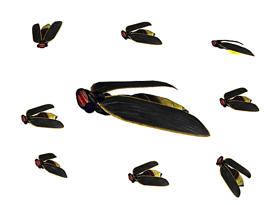 포토 JPG 해외이미지 곤충 날개 사람없음 그래픽 빛 해외포토 동물 파일형식 이미지허브