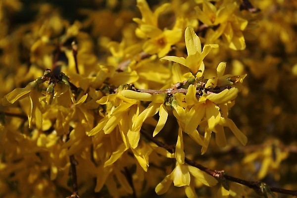 포토 JPG 해외이미지 꽃무늬 자연 사람없음 봄 벚꽃 4월 내추럴 해외포토 계절 꽃 무늬 날짜 생태계 파일형식 이미지허브