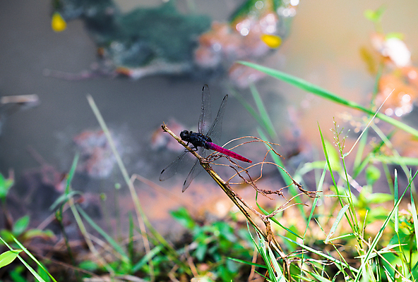 포토 JPG 해외이미지 식물 동물 호수 야생동물 곤충 백그라운드 잎 날개 자연 종류 앉기 사람없음 빨간색 초록색 여름 컬러풀 검은색 가을 용 연못 신용카드 잠자리 습지 큼 꼬리 웅덩이 진홍색 케랄라주 해외포토 계절 컬러 모션 금융 인도_나라 크기 생태계 파일형식 이미지허브