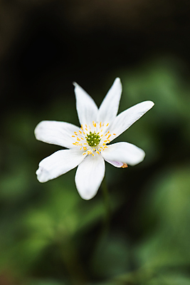 포토 JPG 해외이미지 식물 꽃잎 꽃 종이 곤충 잎 밭 자연 날씨 사람없음 초록색 여름 파란색 컬러풀 햇빛 노란색 새싹 환경 보라색 봄 흰색 시골 개화 숲 서식지 내추럴 삼림지대 영원 해외포토 동물 계절 컬러 농업 태양 생태계 파일형식 이미지허브