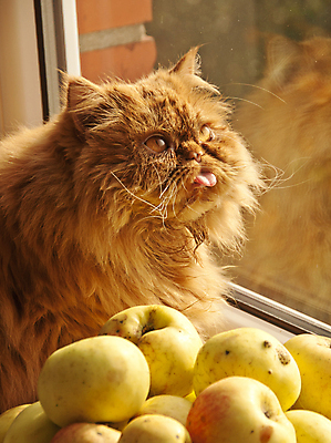 포토 JPG 해외이미지 응시 얼굴 음식 다이어트 과일 창문 포유류 휴식 주택 앉기 사람없음 반려동물 고양이 꿈 수확 사과 9월 모피 배고픔 스마트 솜털 생강 8월 10월 기르기 인기 총구 안락 해외포토 동물 시선 컨셉 농업 채소 모션 건강 건물 신체부위 날짜 돌봄 파일형식 이미지허브