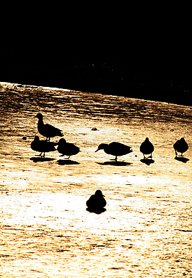 포토 JPG 해외이미지 동물 공원 호수 겨울 자연 조류 오리 사람없음 물 햇빛 냉동 연못 그룹 서리 일반 찰과상 해외포토 자연요소 계절 공공시설 태양 상처 생태계 파일형식 이미지허브