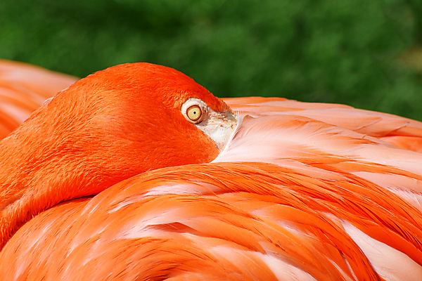 포토 JPG 해외이미지 동물 야생동물 오렌지 자연 동물원 성인 사람없음 빨간색 플라밍고 깃털 부리 목 해외포토 컬러 과일 조류 사람 신체부위 생태계 파일형식 이미지허브