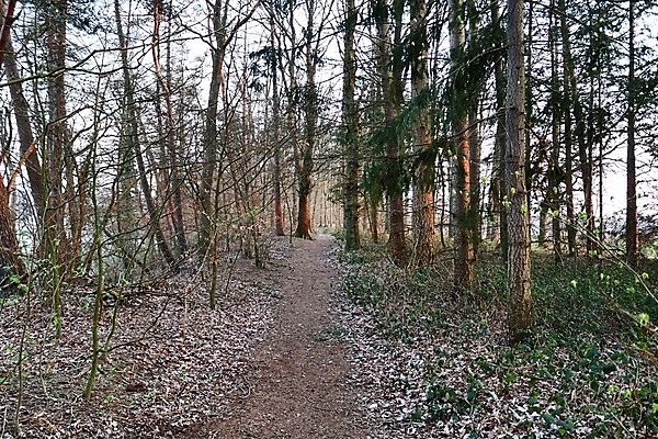 포토 JPG 해외이미지 나무 식물 계절 공원 길 백그라운드 잎 자연 벽지 아침 이끼 사람없음 초록색 빛 컬러풀 햇빛 태양 뷰티 환경 맑음 침묵 봄 안개 광선 신선 숲 신비 장면 신화 마법 내추럴 해외포토 주간 자연요소 공공시설 컬러 컨셉 날씨 소리 생태계 파일형식 이미지허브